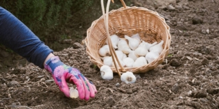 orto di novembre orto di novembre