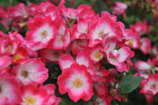 Rosa Bukavu Rosa Bukavu