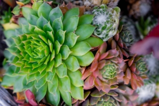 centrotavola con echeveria