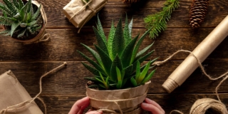 pianta regalo per Natale