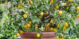 Pianta di limone in vaso in inverno