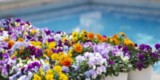 Soffio di Primavera, Villa Necchi Campiglio, Milano_Foto Barbara Verduci_2023_(C) FAI (8) Soffio di Primavera, Villa Necchi Campiglio, Milano_Foto Barbara Verduci_2023_(C) FAI (8)