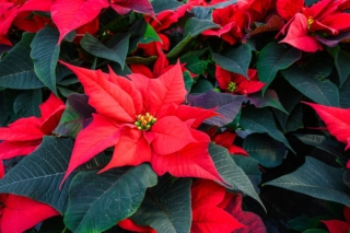 Stella di Natale fiorita Stella di Natale fiorita