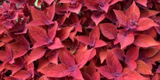 Coleus Blumei