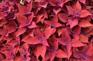 Coleus Blumei Coleus Blumei