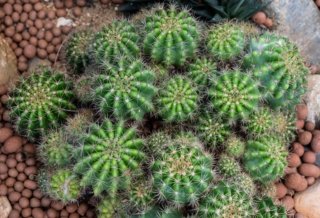 Echinopsis Calochlora Echinopsis Calochlora