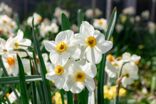 Narcisi fioriti Narcisi fioriti