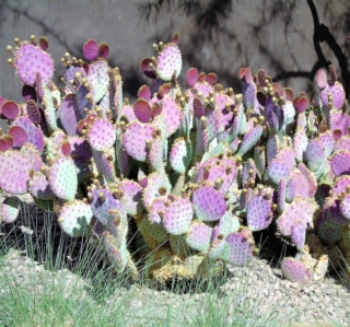 Opuntia Santa-rita Opuntia Santa-rita