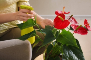 annaffiare anthurium annaffiare anthurium