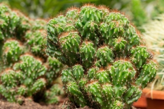 Cereus Peruvianus Cereus Peruvianus