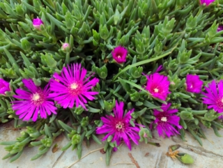 Delosperma
