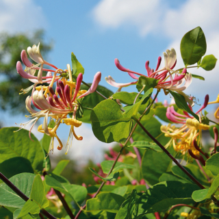 lonicera-caprifolia