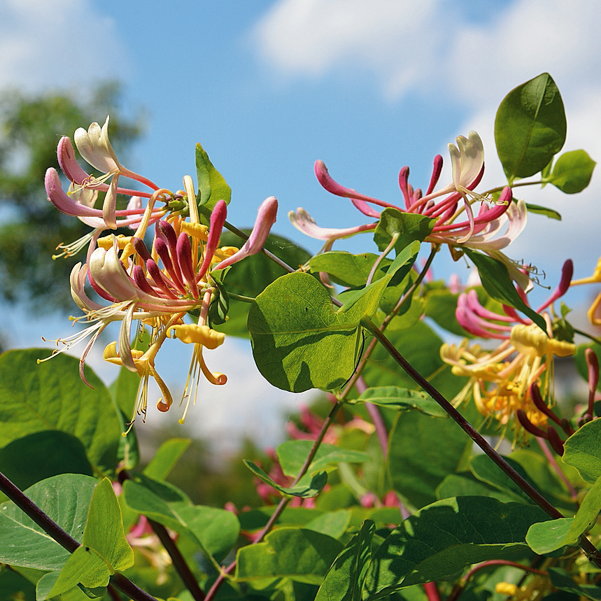 lonicera-caprifolia