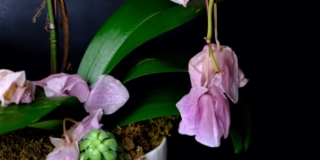 Orchidea sfiorita