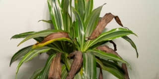 tronchetto della felicità con foglie secche