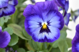 viola del pensiero fiore viola del pensiero fiore
