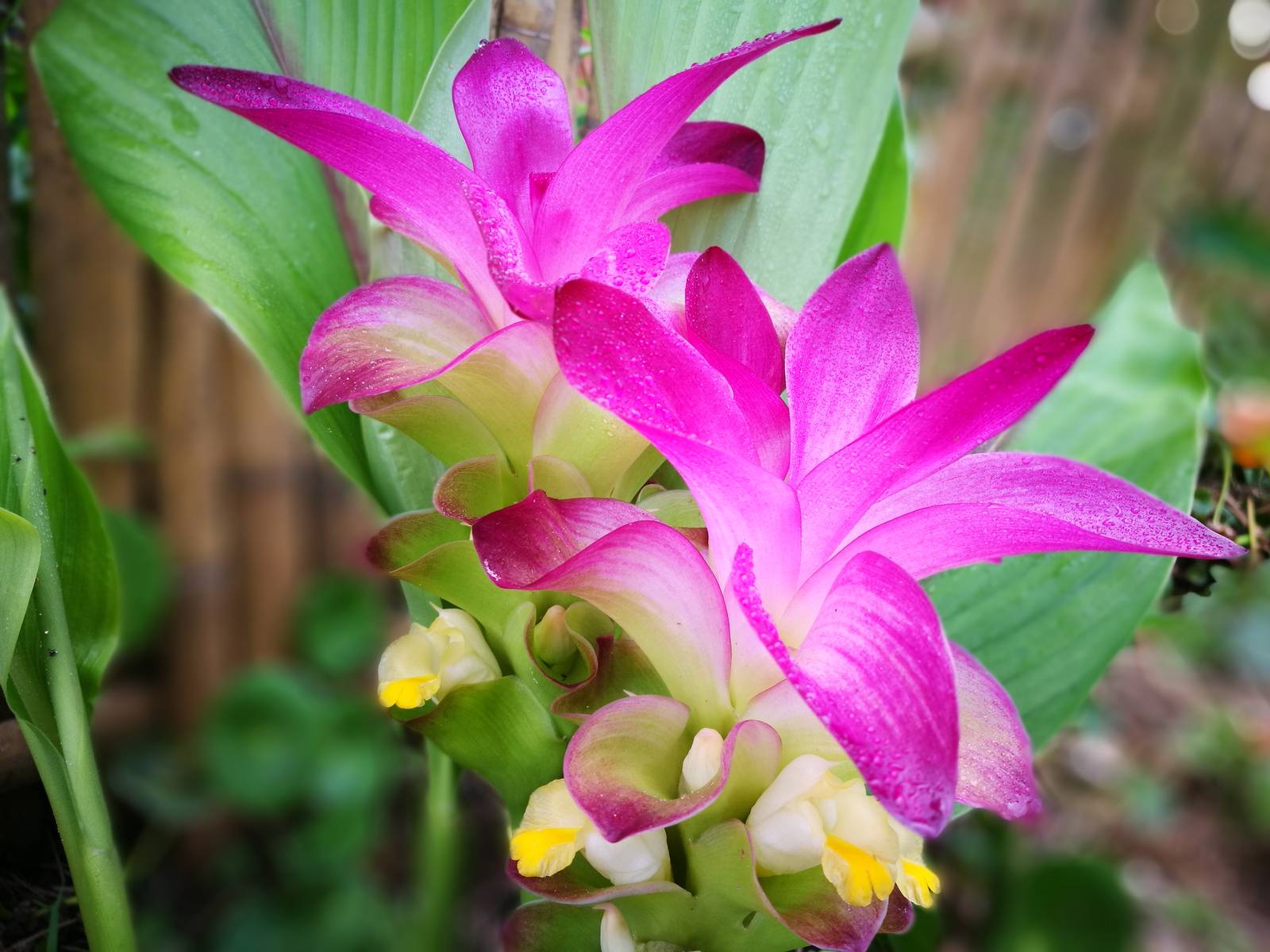 I fiori della curcuma sono composti da grandi brattee che, a loro volta, formano una serie di tasche con all'interno grandi fiori gialli. I fiori della curcuma sono composti da grandi brattee che, a loro volta, formano una serie di tasche con all'interno grandi fiori gialli.