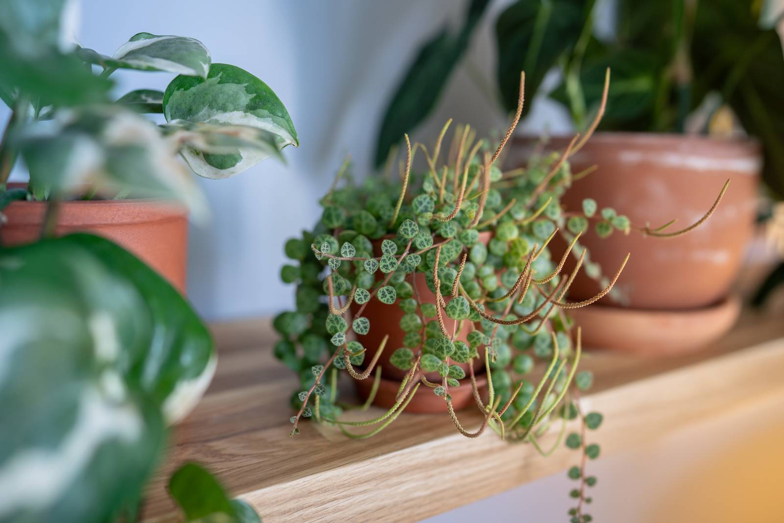 In foto, un esempio di peperomia prostrata. In foto, un esempio di peperomia prostrata.