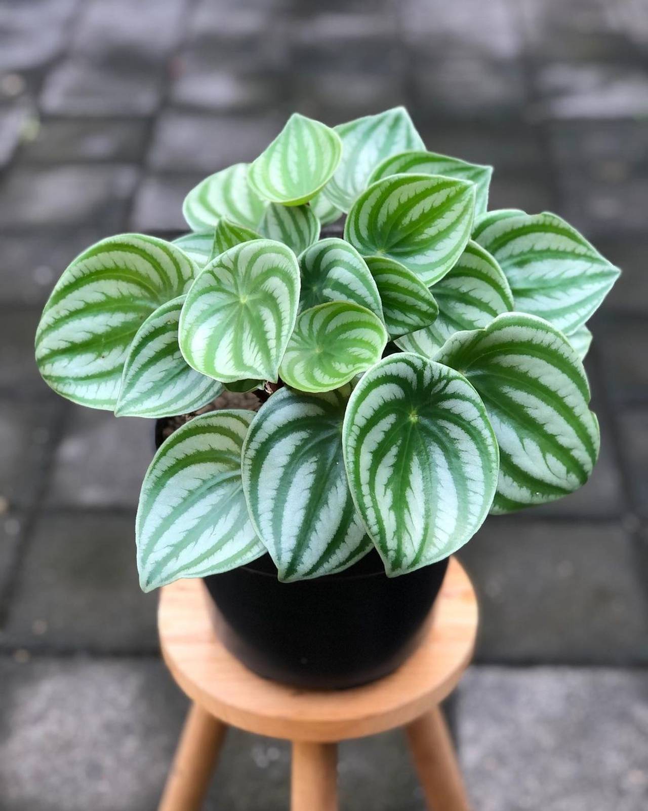 In foto, la peperomia watermelon, dal fogliame che ricorda proprio la scorza del cocomero. In foto, la peperomia watermelon, dal fogliame che ricorda proprio la scorza del cocomero.