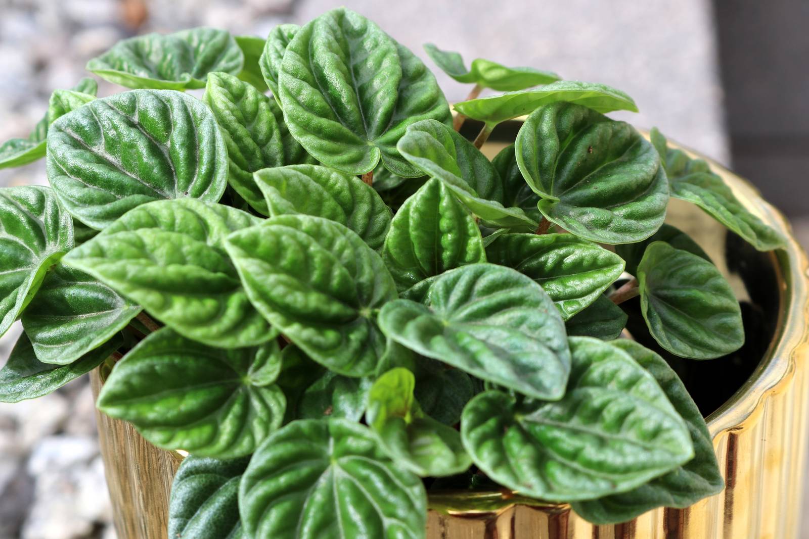 In foto, un vigoroso esemplare di peperomia caperata. In foto, un vigoroso esemplare di peperomia caperata.