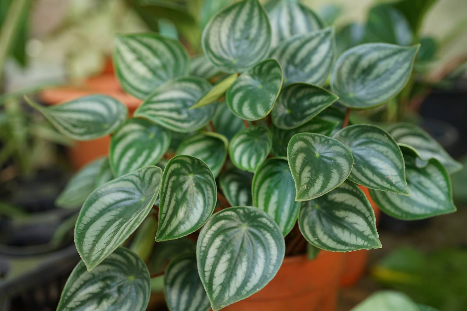 La peperomia è una pianta che nel nostro Paese, si coltiva in vaso. La peperomia è una pianta che nel nostro Paese, si coltiva in vaso.