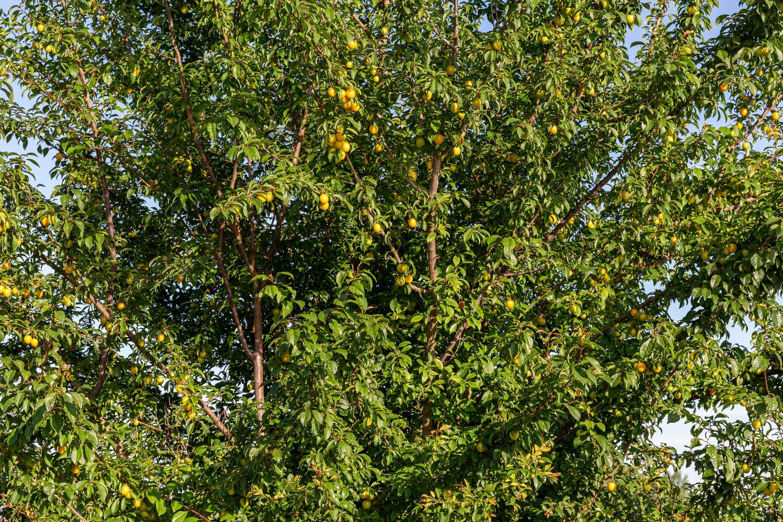 Il susino è un albero che può raggiungere dimensioni maestose. Il susino è un albero che può raggiungere dimensioni maestose.