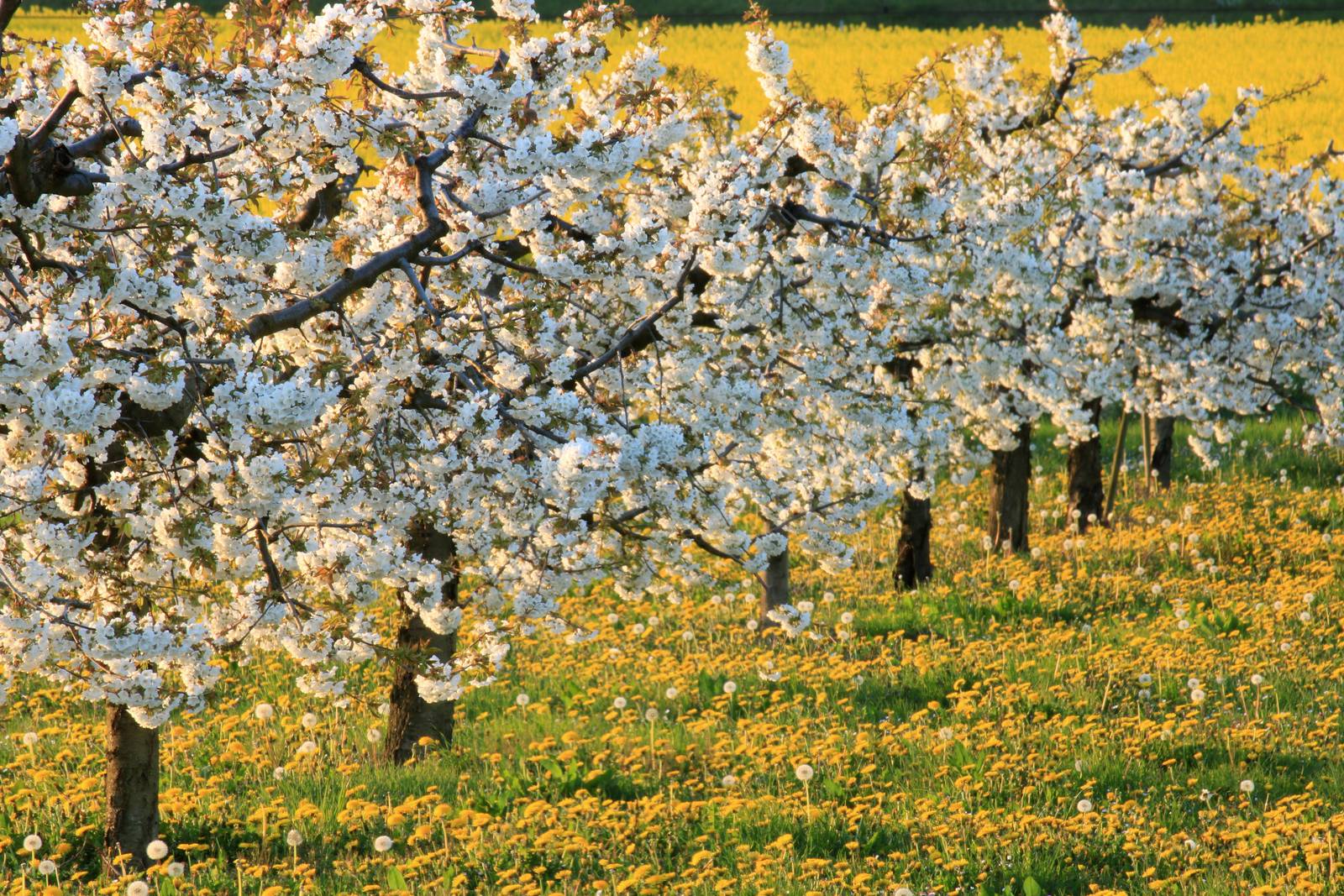 Il susino produce bellissimi fiorellini bianchi durante la primavera. Il susino produce bellissimi fiorellini bianchi durante la primavera.