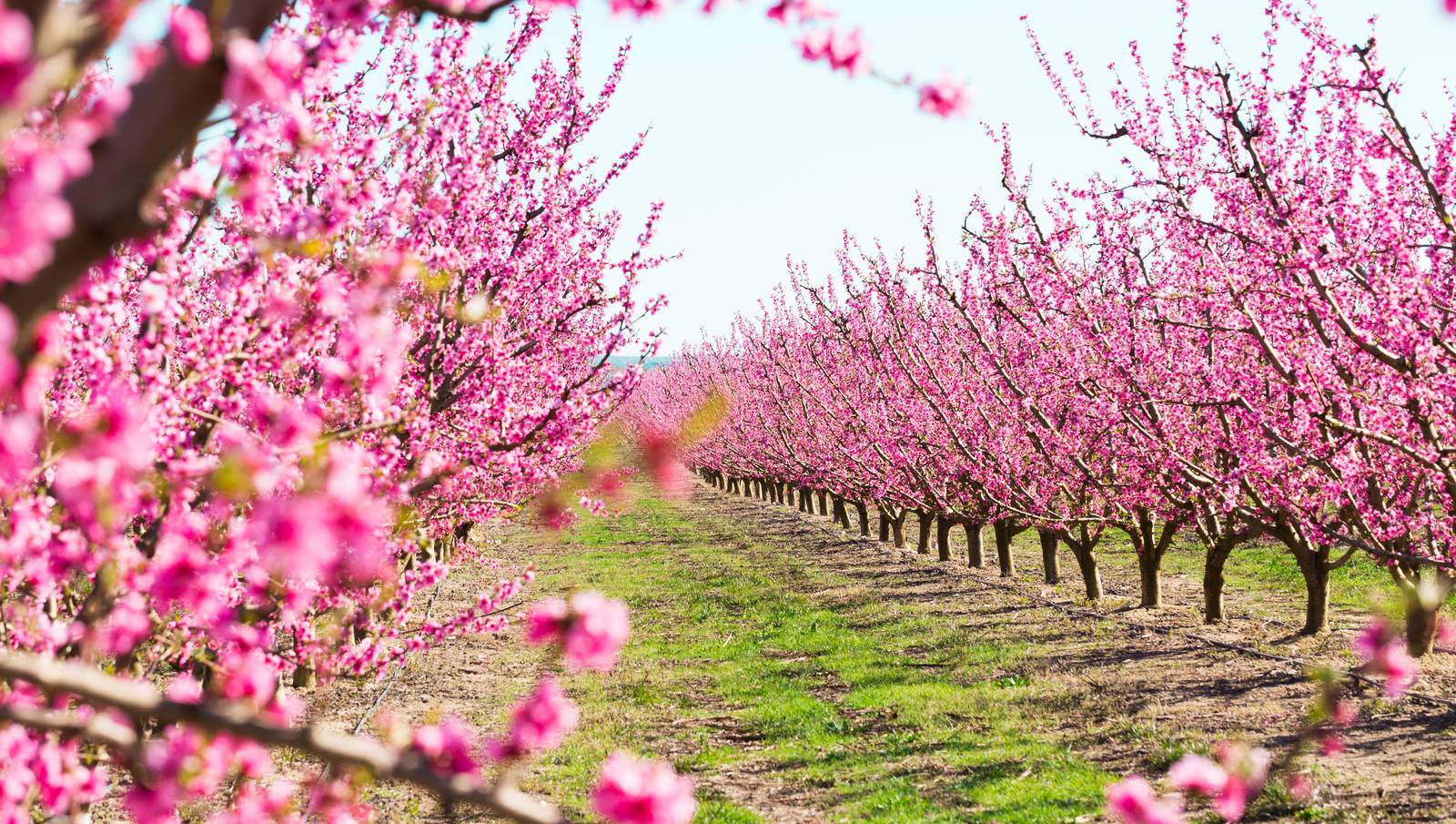 I fiori di pesco hanno un caratteristico colore rosa. I fiori di pesco hanno un caratteristico colore rosa.