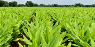 Curcuma (pianta)