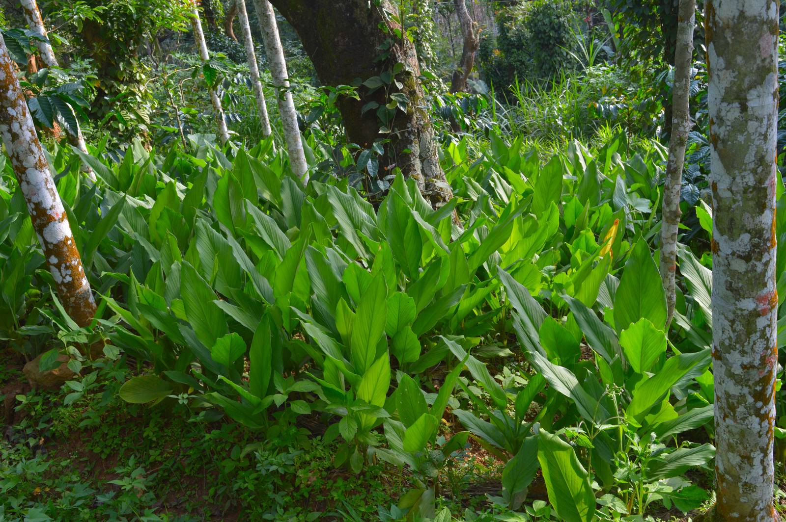 All'esterno, la pianta di curcuma va protetta dall'irraggiamento diretto, ad esempio sfruttando la chioma di alti alberi. All'esterno, la pianta di curcuma va protetta dall'irraggiamento diretto, ad esempio sfruttando la chioma di alti alberi.