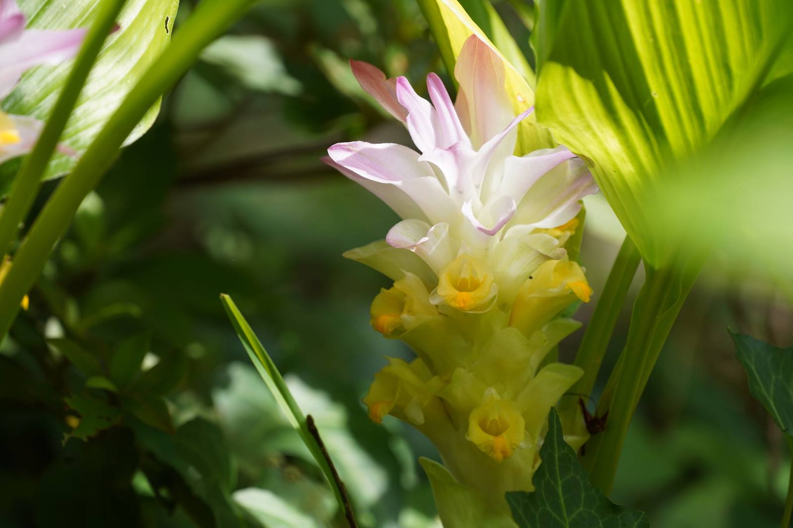 I fiori di curcuma possono essere bianchi, rosa o porpora a seconda della varietà. I fiori di curcuma possono essere bianchi, rosa o porpora a seconda della varietà.