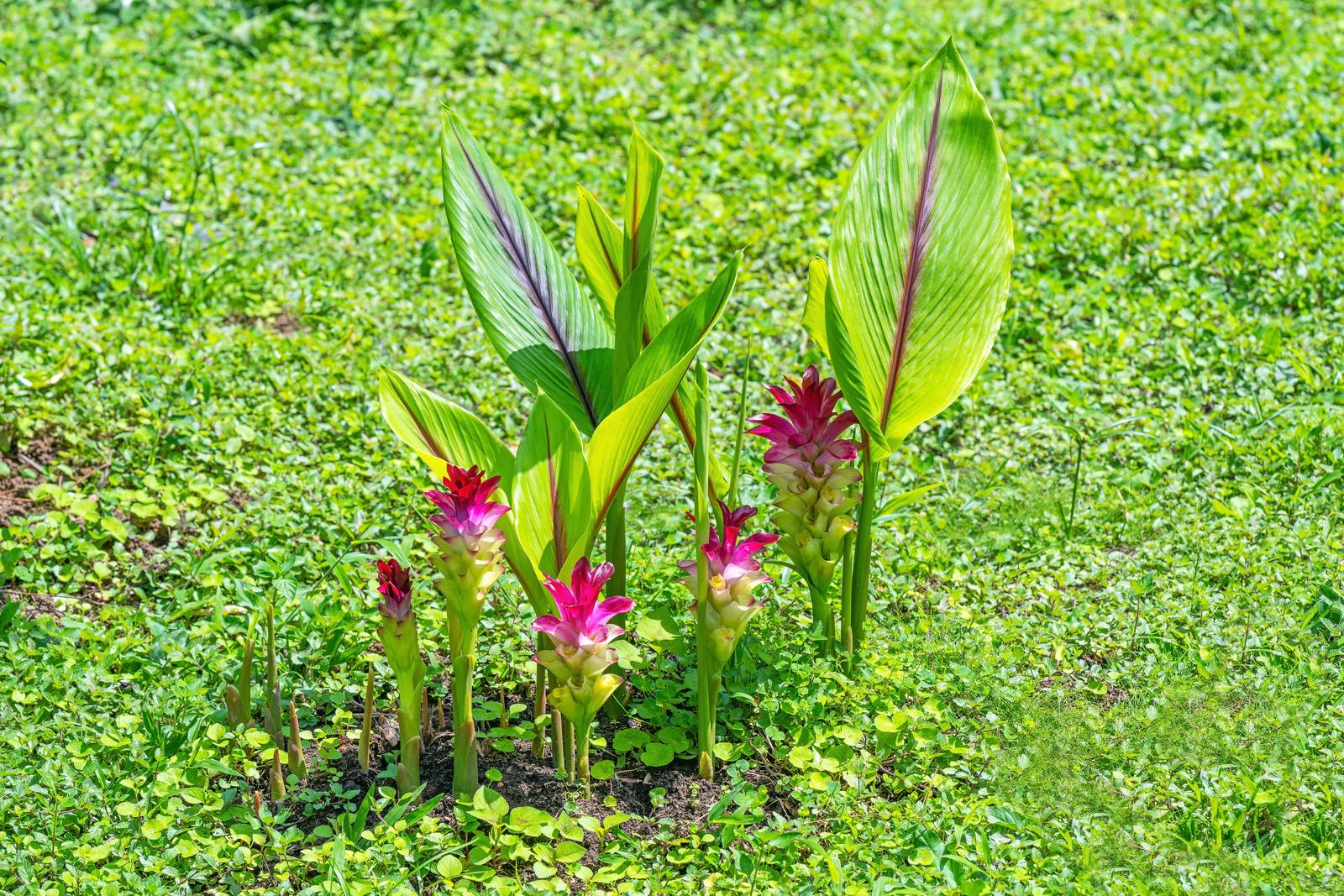 La curcuma produce splendide infiorescenze durante il periodo estivo. La curcuma produce splendide infiorescenze durante il periodo estivo.