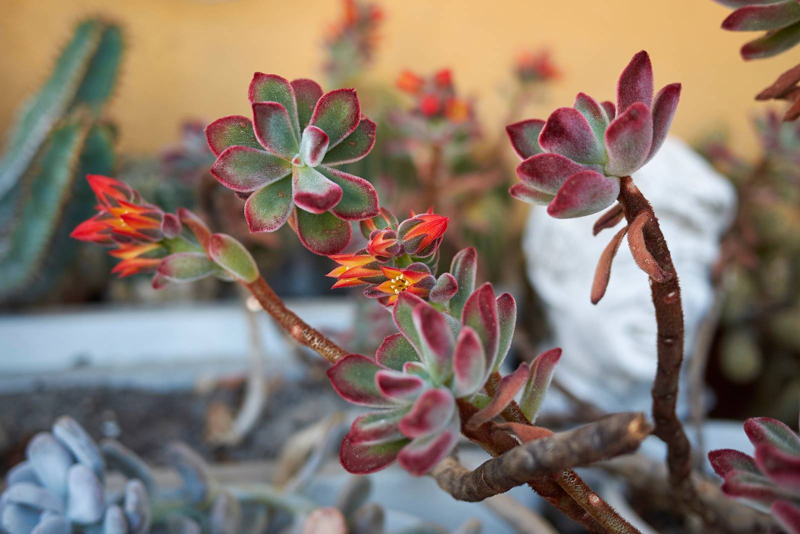 Come si vede in foto, echeveria pulvinata produce in primavera dei graziosi fiorellini di colore rosso intenso. Come si vede in foto, echeveria pulvinata produce in primavera dei graziosi fiorellini di colore rosso intenso.