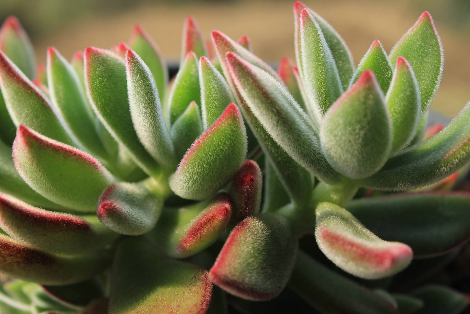 In foto, il bellissimo contrasto di colore tra il verde intenso e il profilo rossastro delle foglioline di echeveria pulvinata. In foto, il bellissimo contrasto di colore tra il verde intenso e il profilo rossastro delle foglioline di echeveria pulvinata.