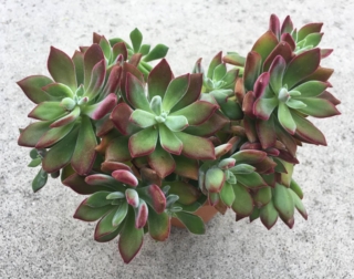 La coltivazione in vaso di echeveria pulvinata è consigliata se le temperature invernali non sono troppo rigide.
