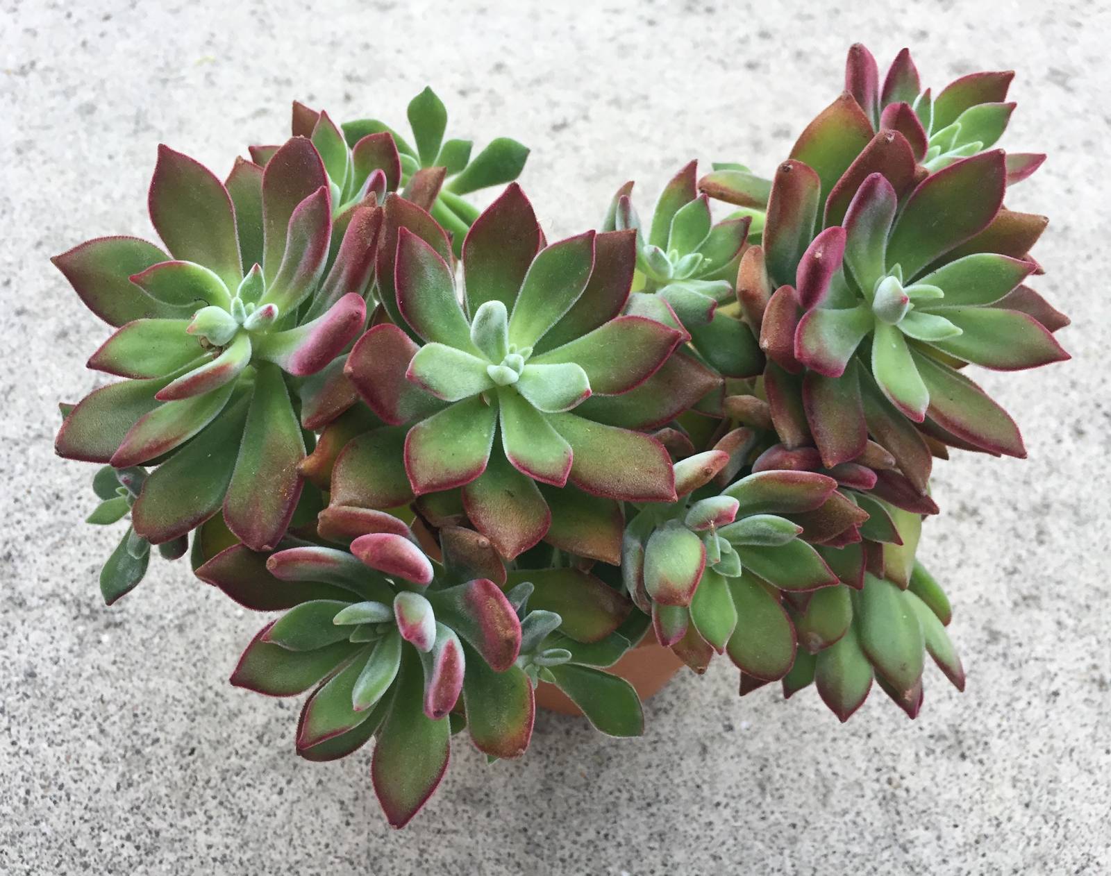 La coltivazione in vaso di echeveria pulvinata è consigliata se le temperature invernali non sono troppo rigide. La coltivazione in vaso di echeveria pulvinata è consigliata se le temperature invernali non sono troppo rigide.