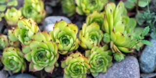 Echeveria pulvinata