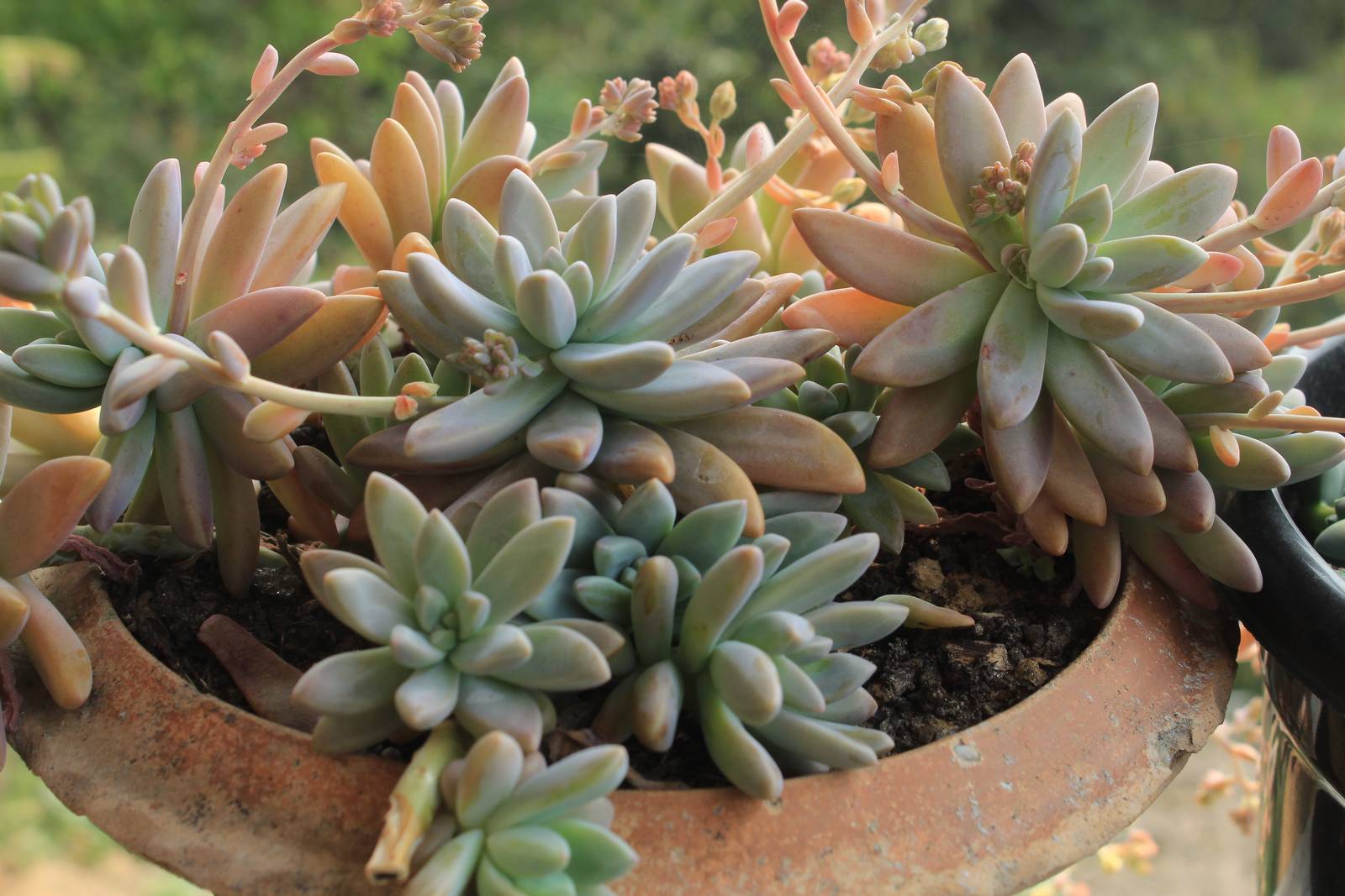Echeveria pulvinata ha bisogno di pieno sole e piena luce. Echeveria pulvinata ha bisogno di pieno sole e piena luce.