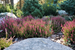 La pianta di erica si presta ad abbellire anche i giardini rocciosi. La pianta di erica si presta ad abbellire anche i giardini rocciosi.