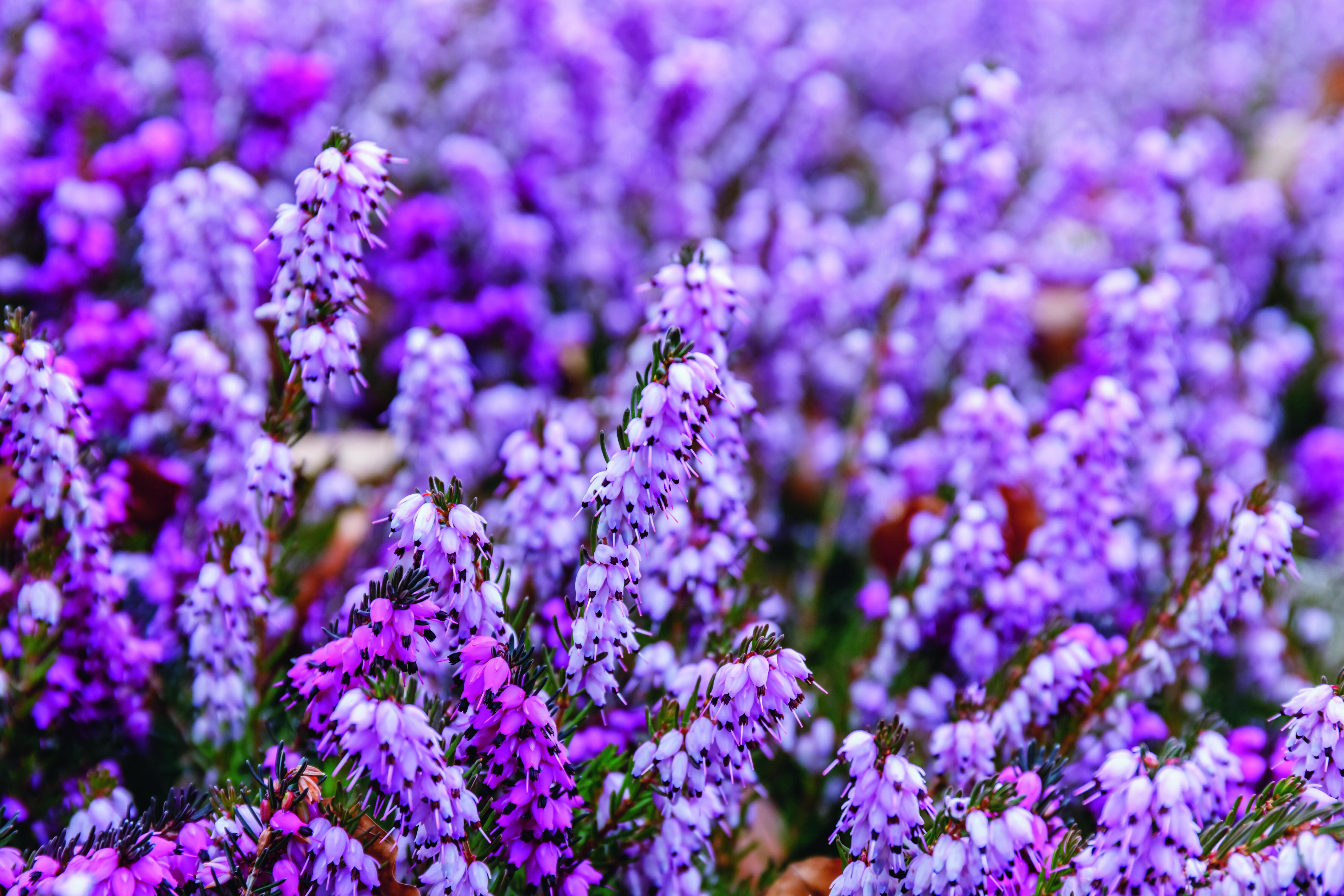 L'erica, a seconda della varietà, è una pianta che non soffre il freddo o la neve. L'erica, a seconda della varietà, è una pianta che non soffre il freddo o la neve.