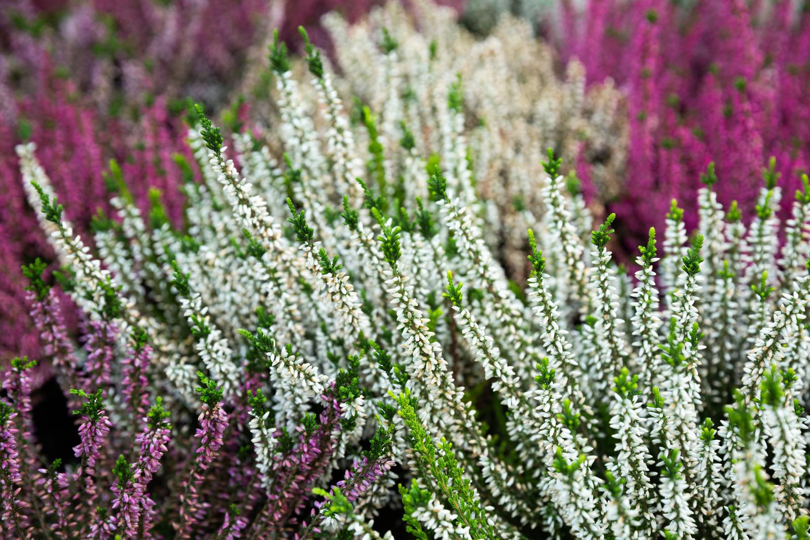 I fiori di erica hanno colorazioni variabili dal bianco al rosa intenso, al porpora. I fiori di erica hanno colorazioni variabili dal bianco al rosa intenso, al porpora.
