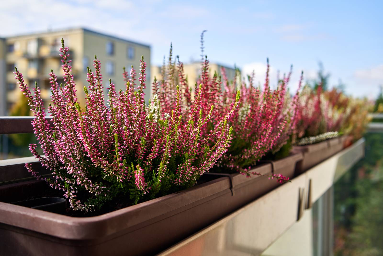 Come si vede in foto, l'erica è perfetta per adornare i balconi durante la stagione fredda. Come si vede in foto, l'erica è perfetta per adornare i balconi durante la stagione fredda.