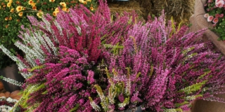 Erica (pianta)