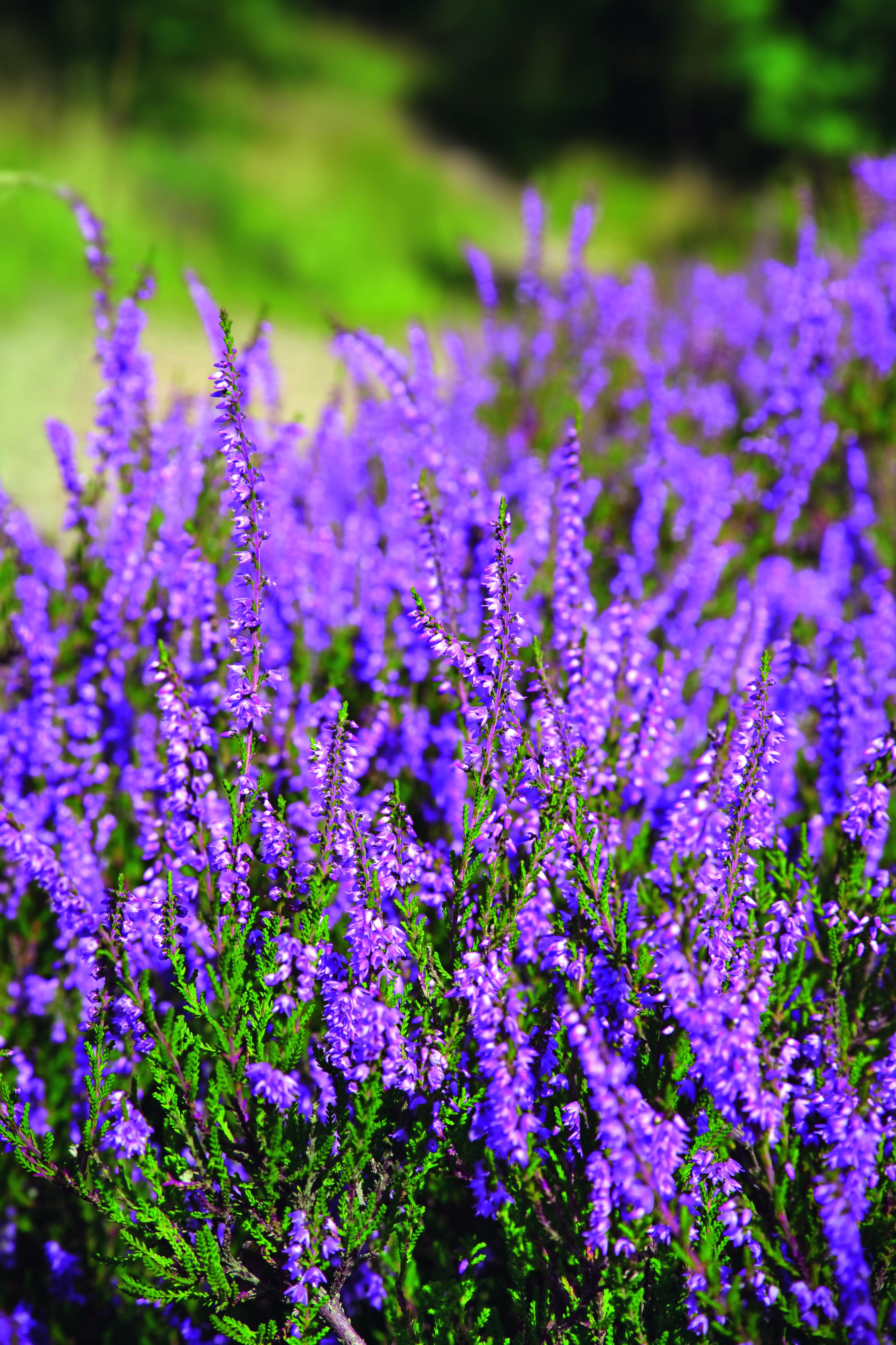 I fiori di erica sono piccoli, numerosi e compaiono da dicembre a marzo. I fiori di erica sono piccoli, numerosi e compaiono da dicembre a marzo.