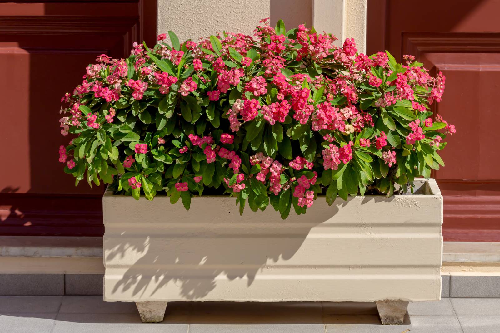 Euphorbia milii si coltiva in vaso senza problemi, anche ponendo più piantine nello stesso contenitore (come si vede in foto).