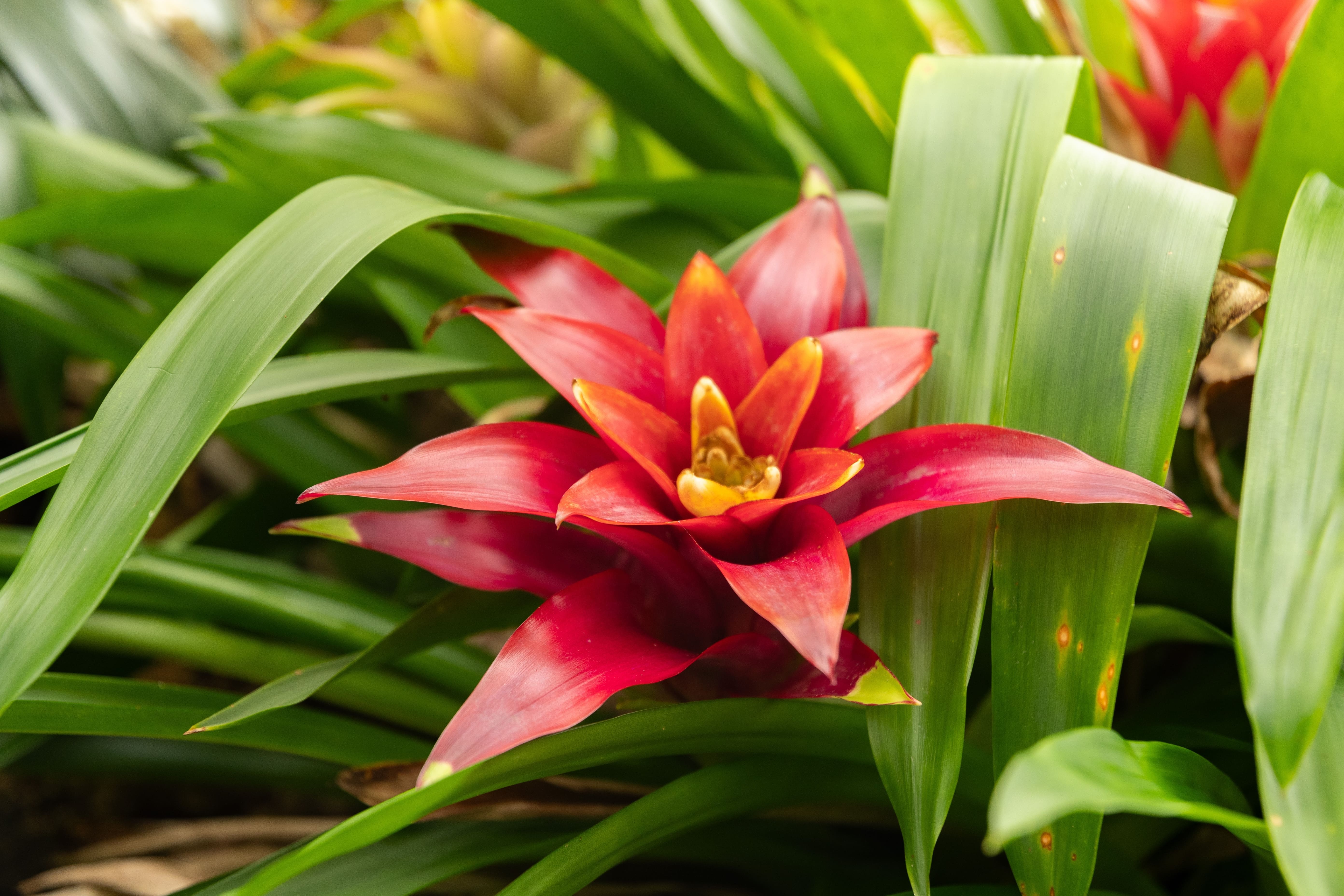 Il colore più comune della guzmania è il rosso, ma non mancano esemplari di altre tonalità come viola, giallo o arancione.