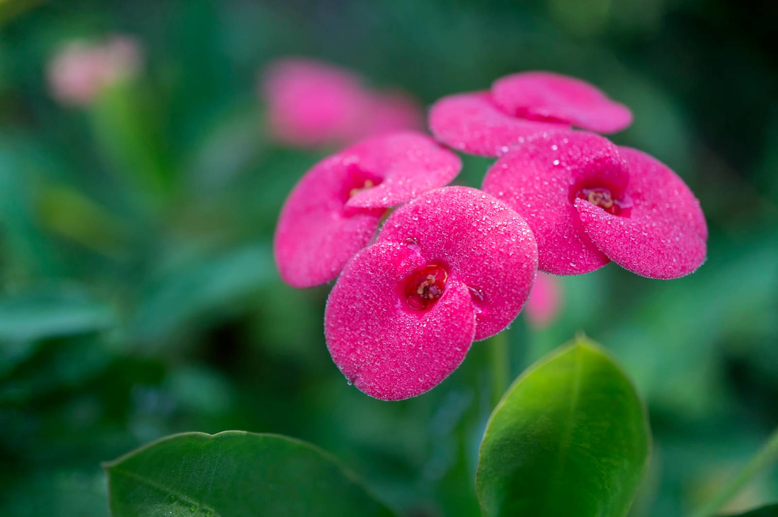 Quelli che sembrano fiori, rosa o rossi e carnosi, sono in realtà le brattee dell'euphorbia milii.