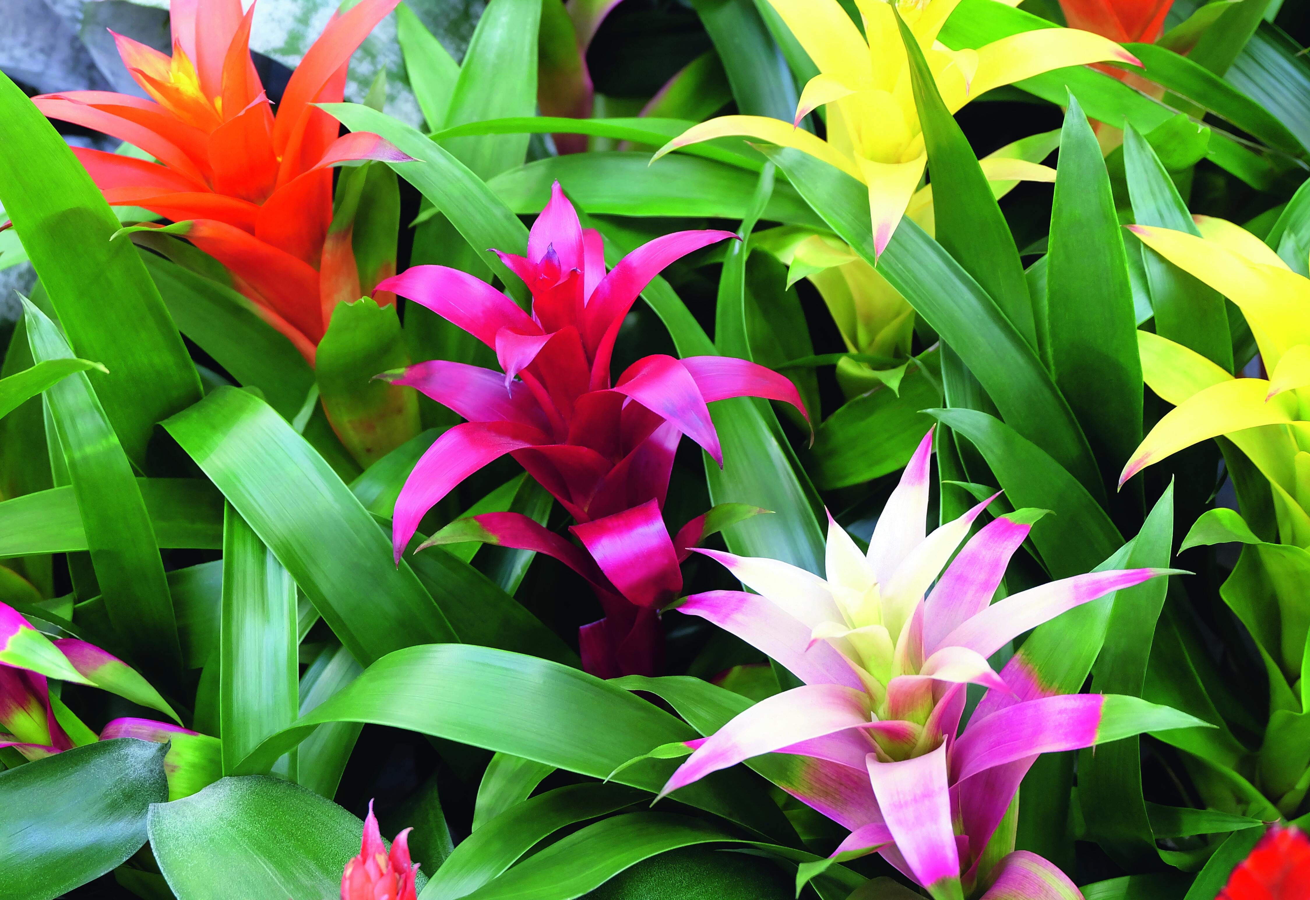 La guzmania fiorisce una sola volta nella vita.