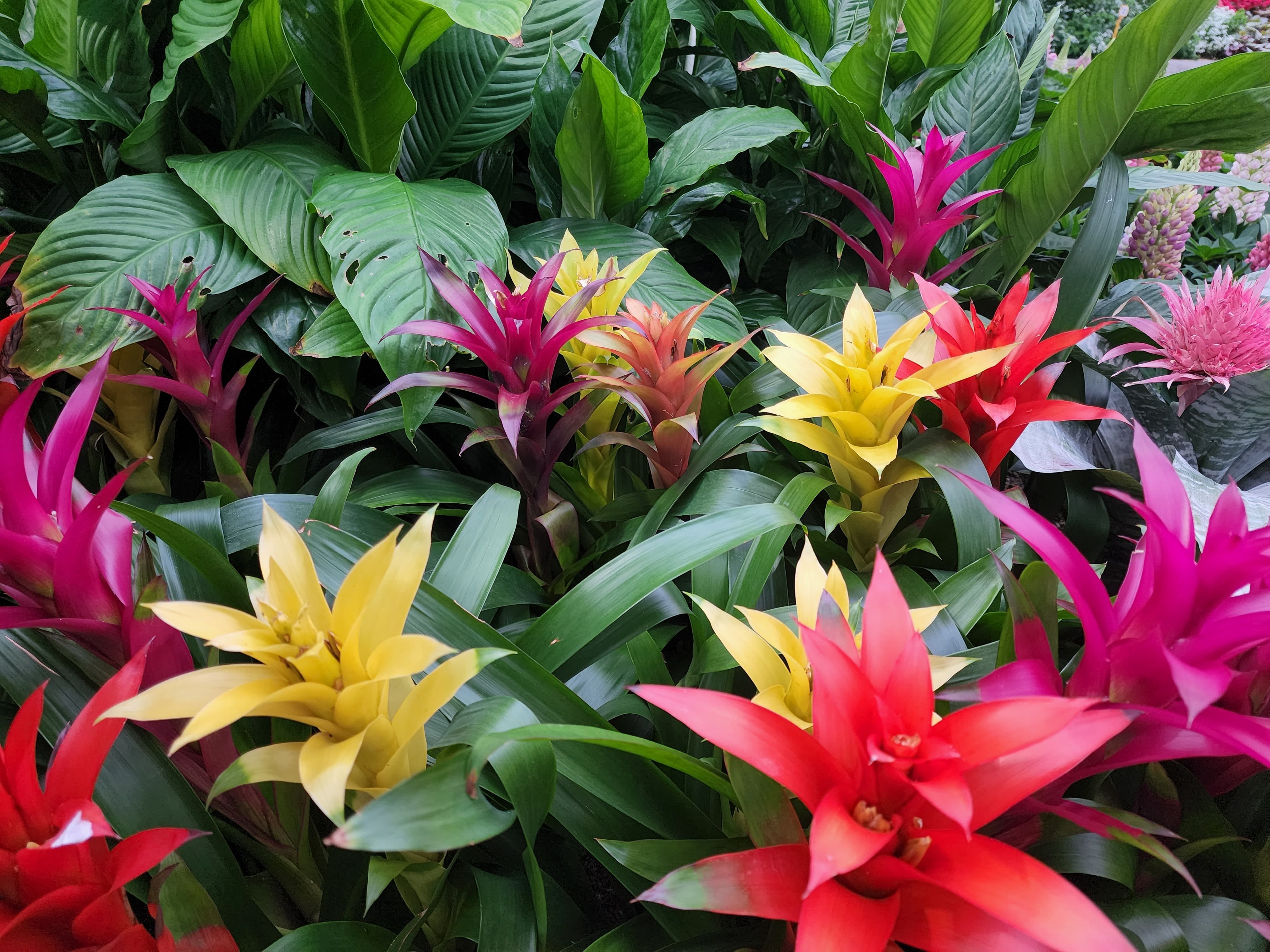 Come tutte le piante tropicali, la guzmania non tollera le basse temperature, quindi può essere spostata all'esterno solo in determinati periodi dell'anno.