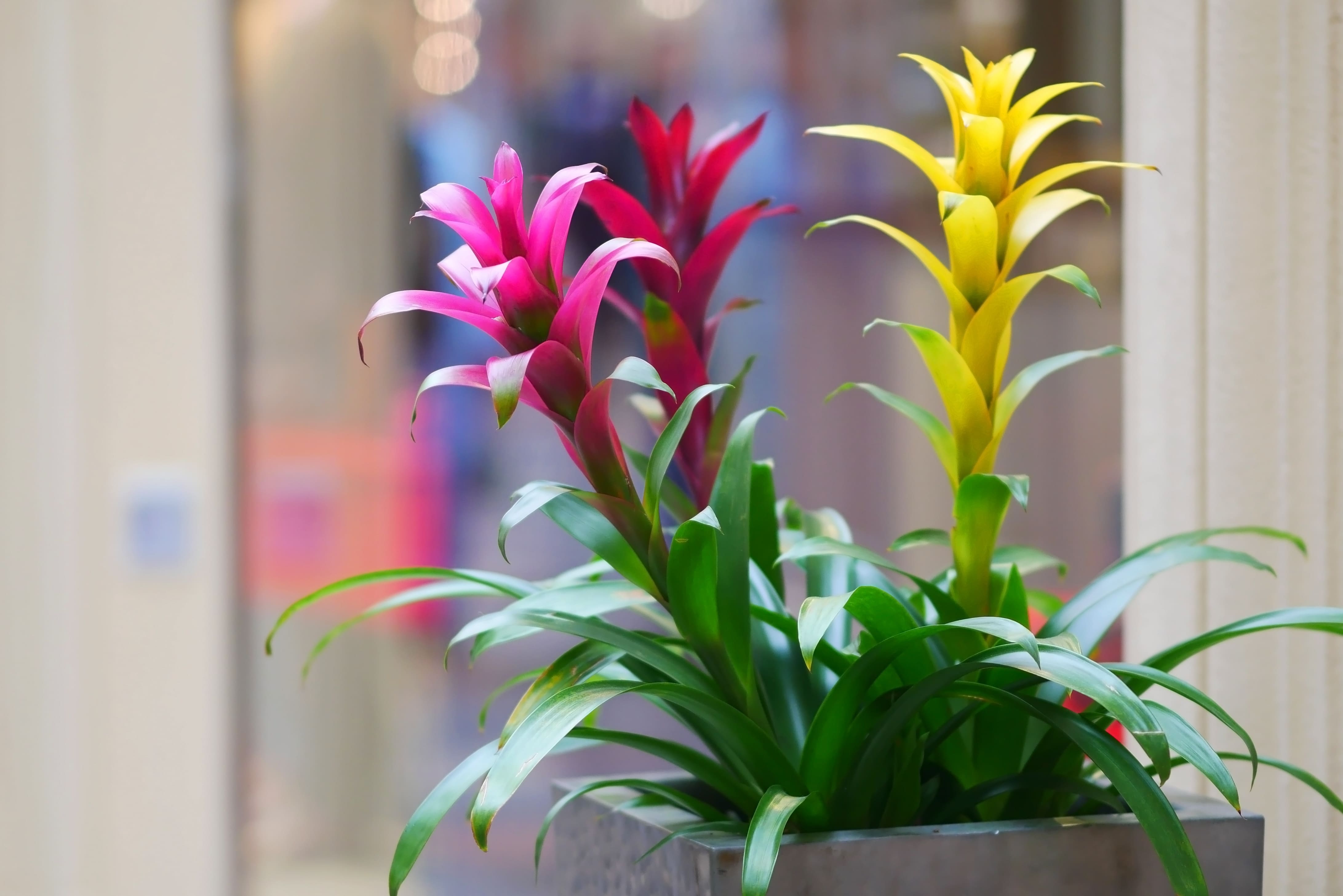 La guzmania si può coltivare solo in vaso nel nostro Paese.